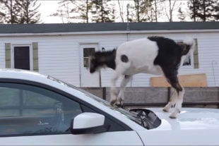 Make It Stop! Mustang Used As A Dance Floor For Pet Goat